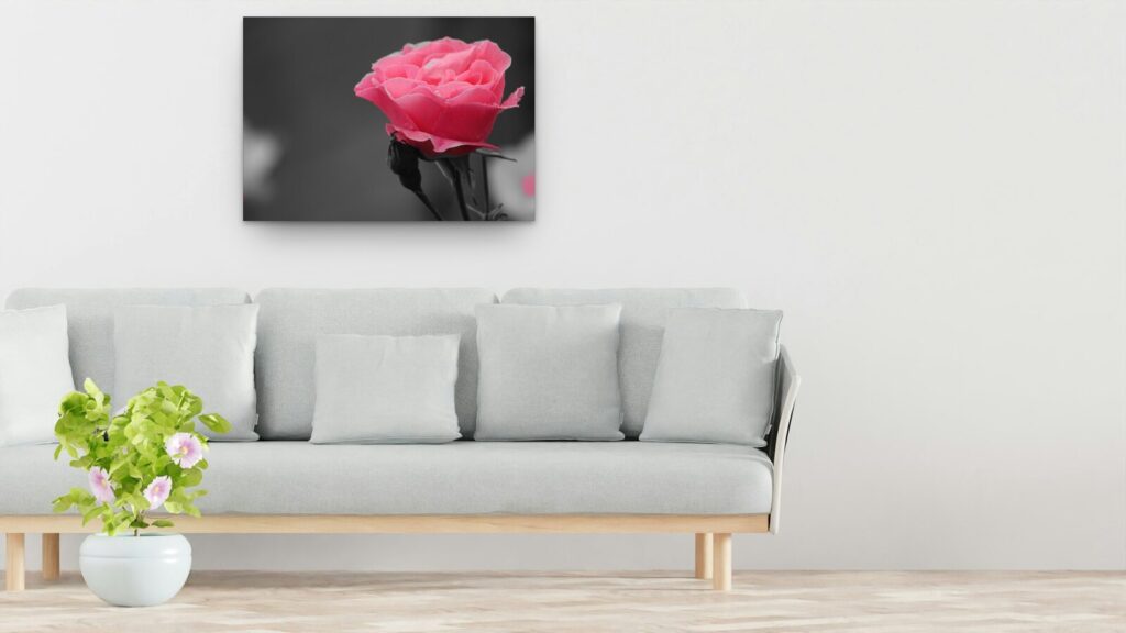 Tableau rose de jardin épanouie sur fond gris Tableau rose de jardin épanouie sur fond gris