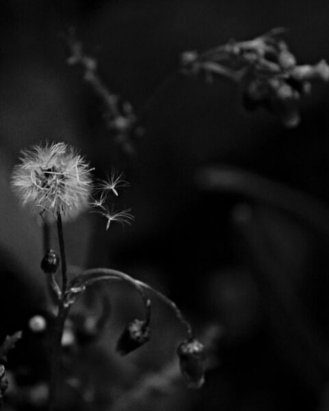Naître et s’éteindre à la fois, tableau pissenlit en noir et blanc