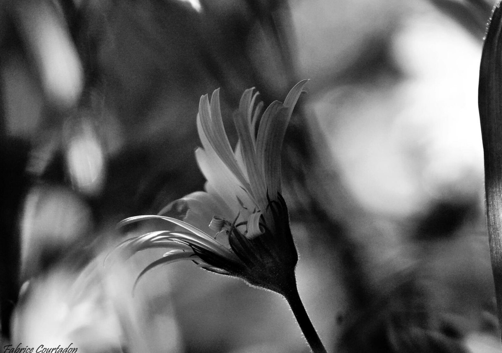 Fleur à contre-jour en noir et blanc, tableau sur aluminium, aperçu dans un intérieur