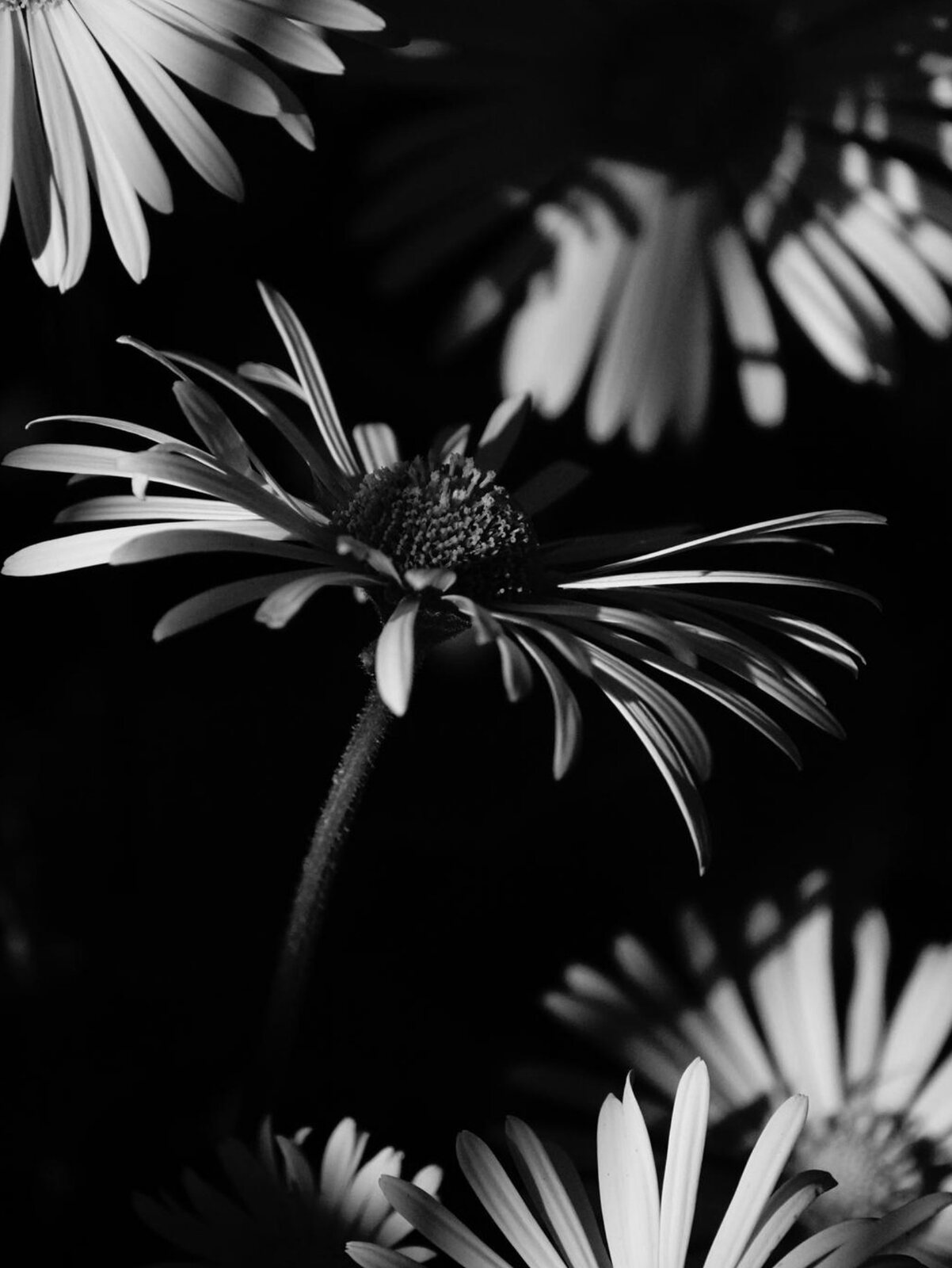 Fleurs aux pétales effilés sur fond noir, tableau sur aluminium, aperçu dans un intérieur
