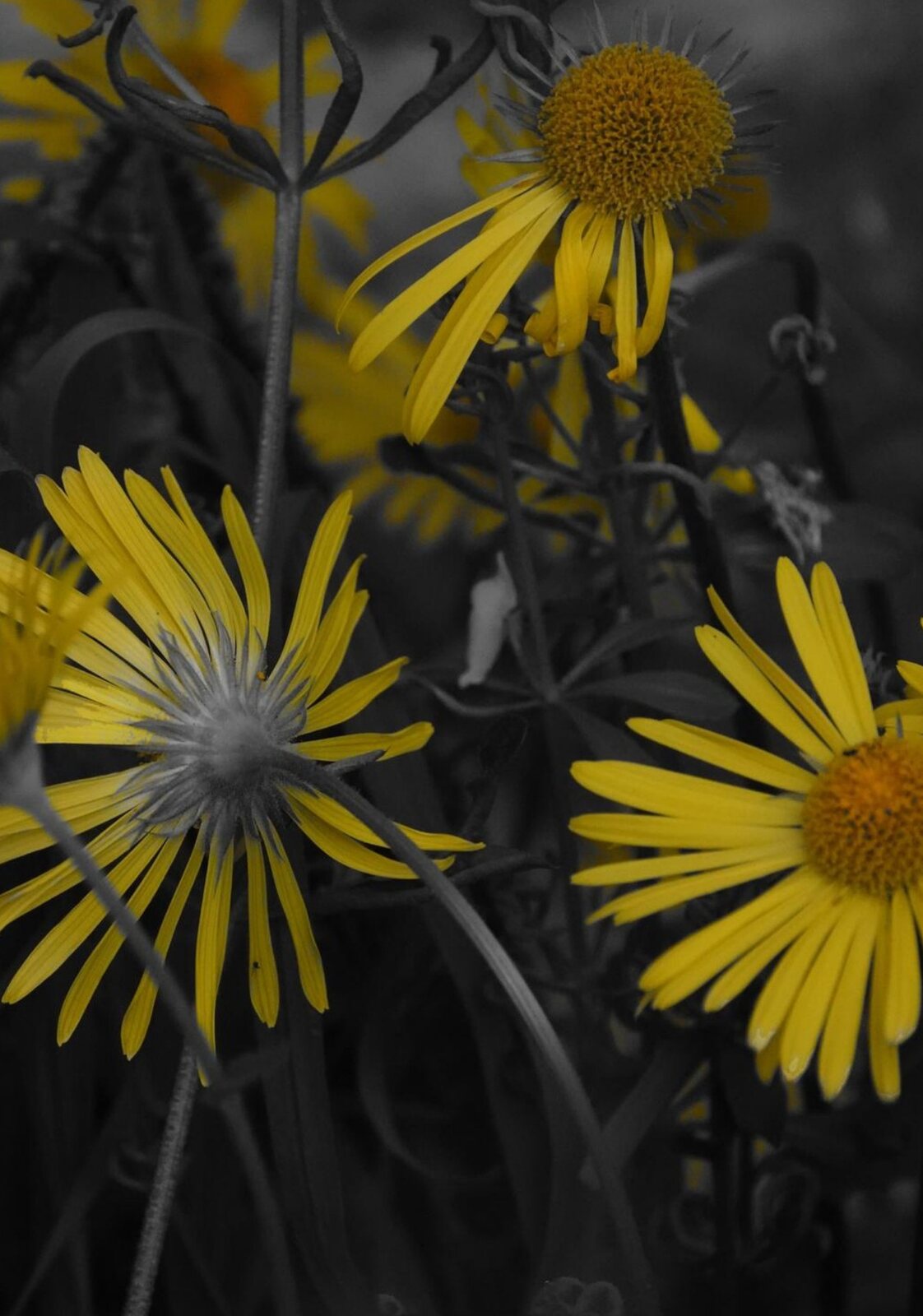 Trois fleurs jaunes sur fond gris, tableau sur aluminium, aperçu dans un intérieur