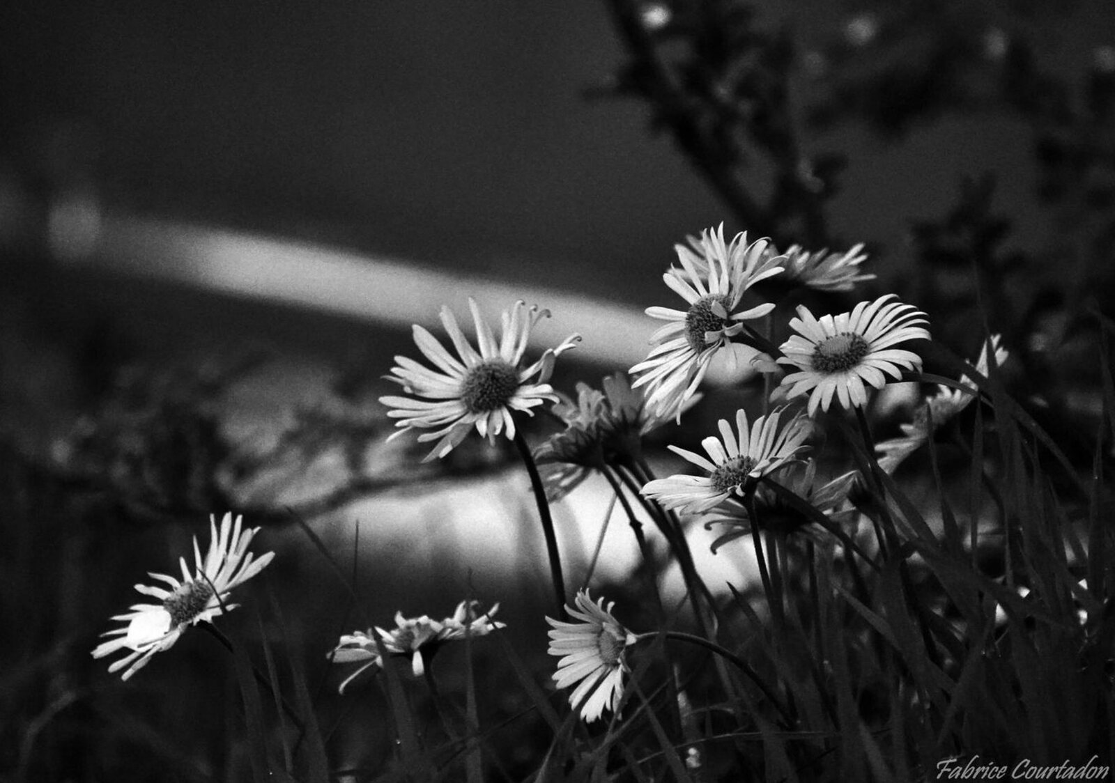 Petites marguerites en noir et blanc, tableau sur aluminium, aperçu dans un intérieur