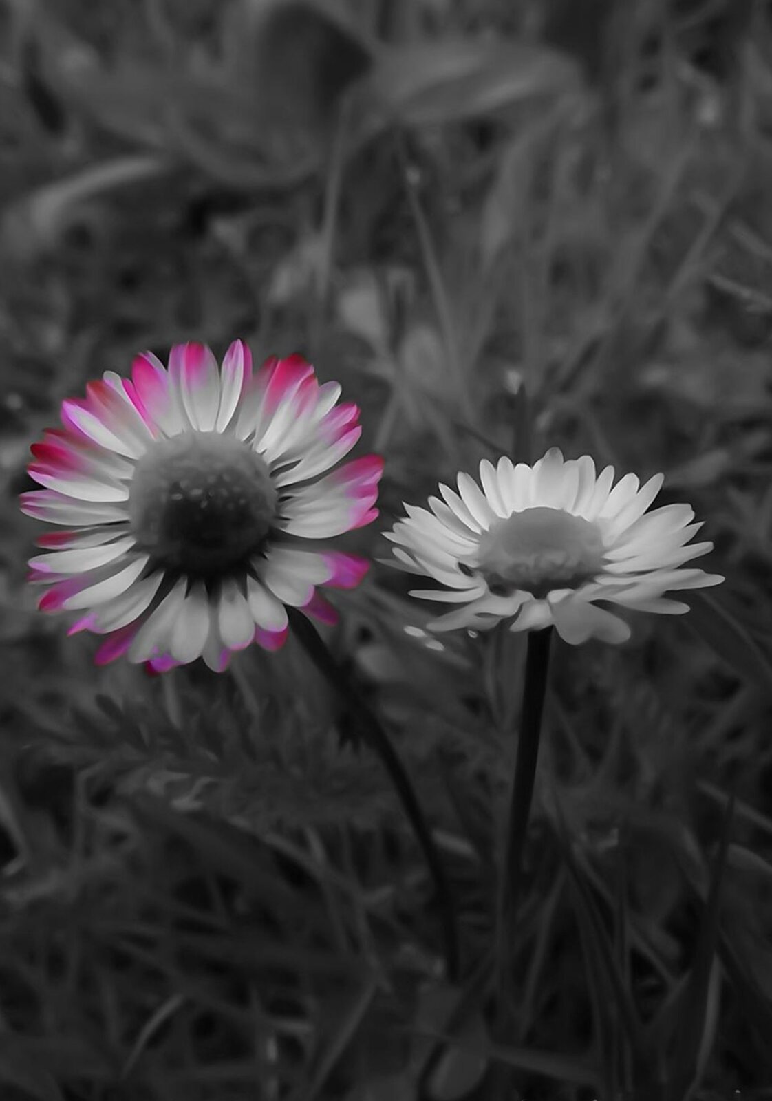 Deux pâquerettes, l’une bordée de rose, tableau sur aluminium, aperçu dans un intérieur