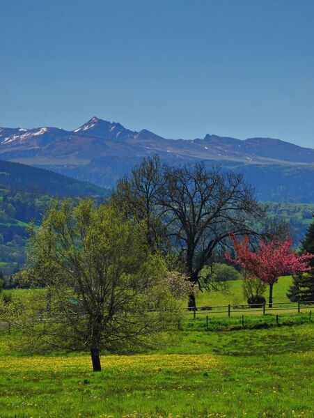 Le Sancy et l’arbre en fleurs, tableau Sancy et arbre en fleurs