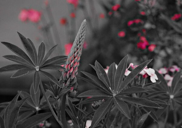 Épi de lupin parmi les fleurs roses, tableau lupin et fleurs roses
