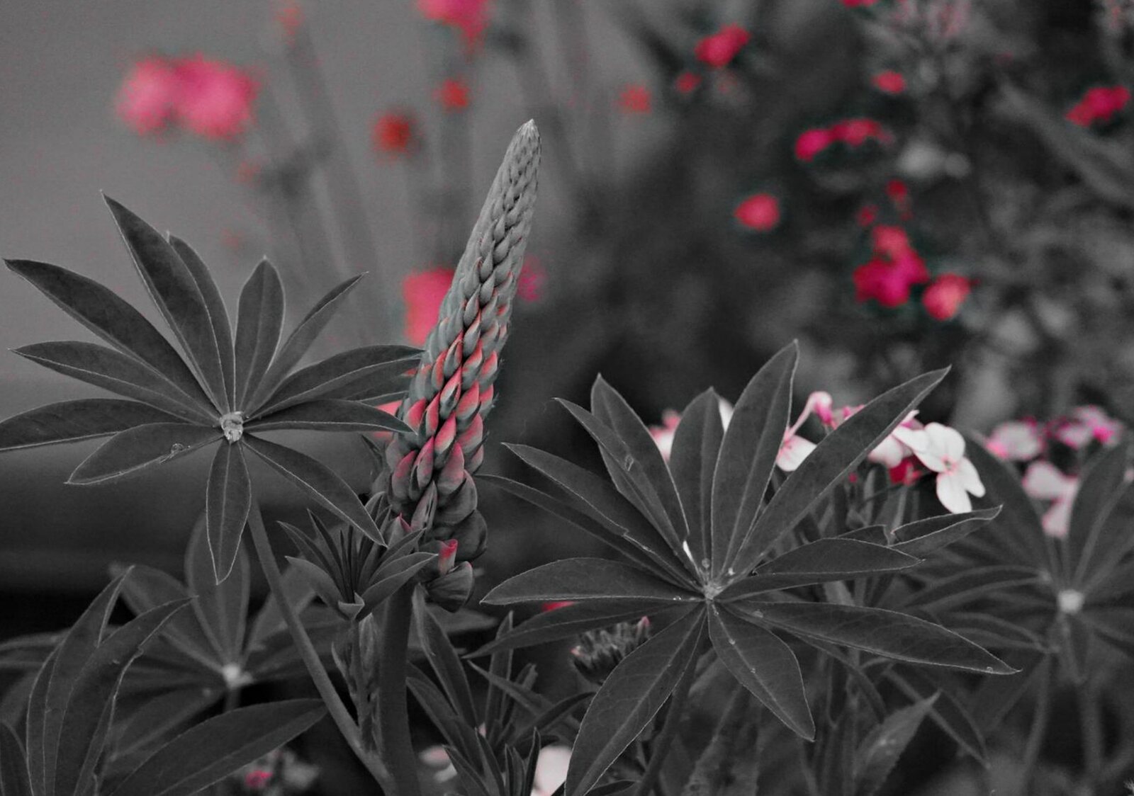 Épi de lupin parmi les fleurs roses, tableau sur aluminium, aperçu dans un intérieur