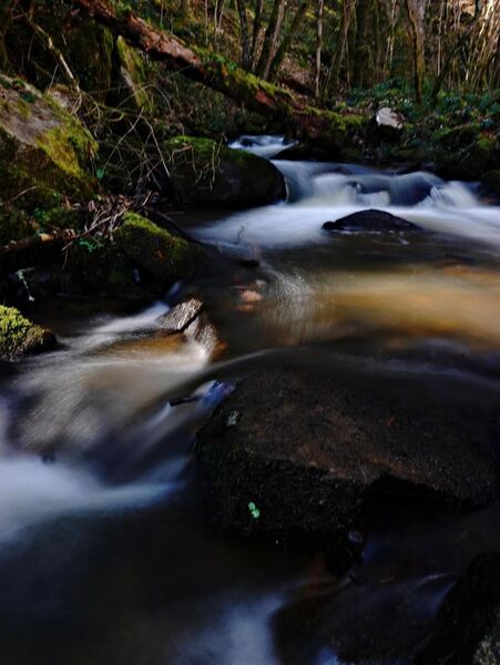 Rivière en sous-bois, tableau rivière en forêt