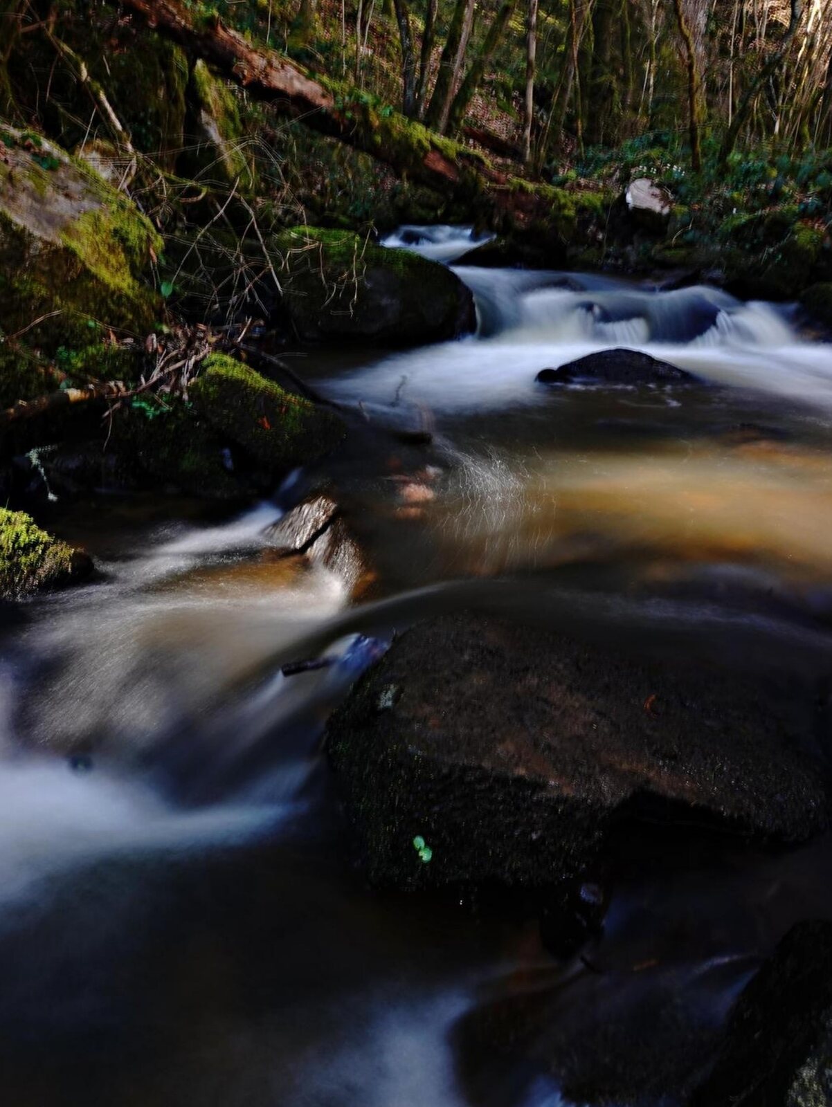 Rivière en sous-bois, tableau sur aluminium, aperçu dans un intérieur