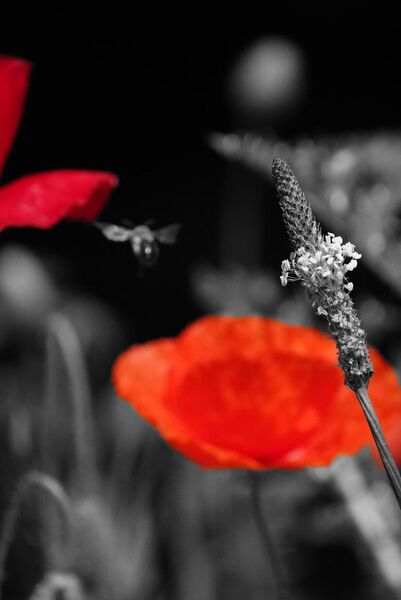 La résonance du rouge, tableau coquelicots rouges en couleur sélective