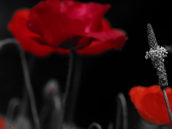 Coquelicots rouges et plantain sur fond noir, tableau coquelicots rouges sur fond noir