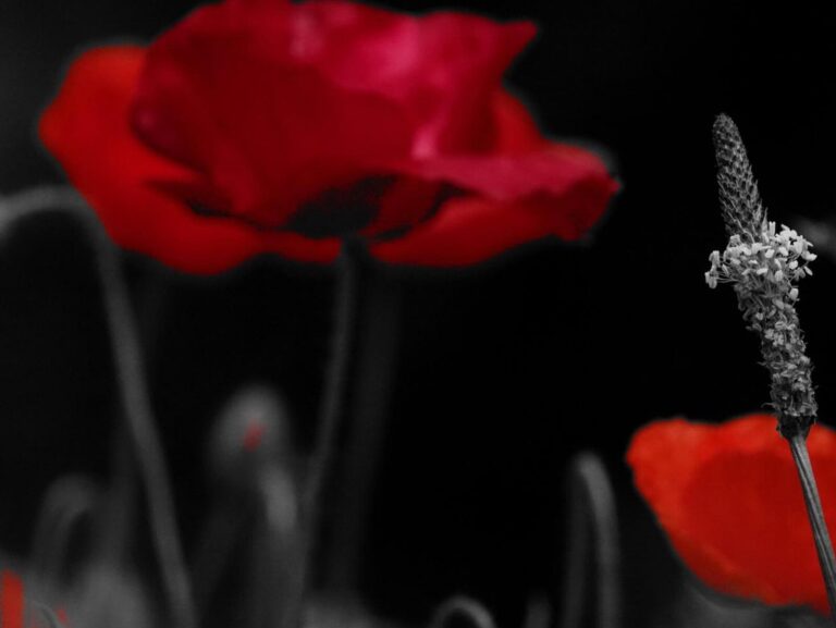 Coquelicots rouges et plantain sur fond noir, tableau coquelicots rouges sur fond noir, photographie de Fabrice Courtadon