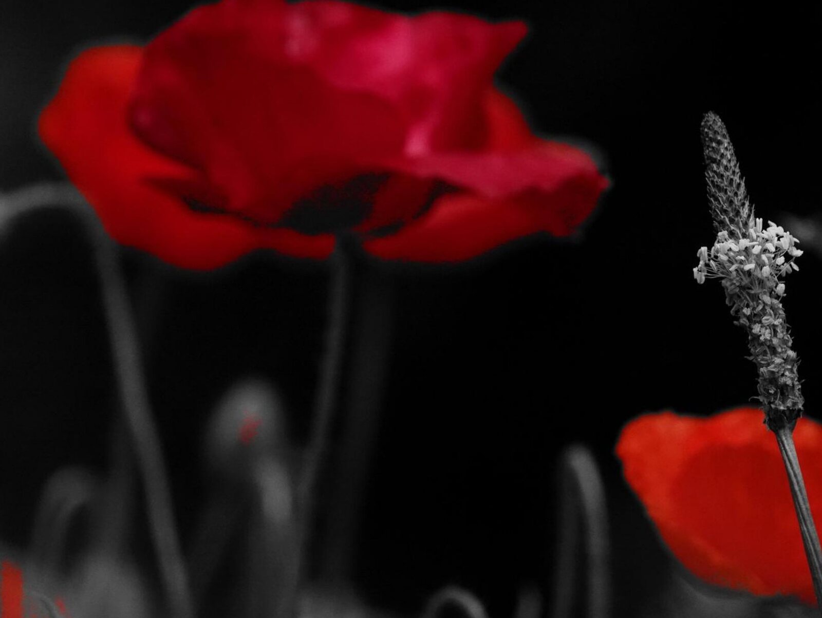 Coquelicots rouges et plantain sur fond noir, tableau sur aluminium, aperçu dans un intérieur