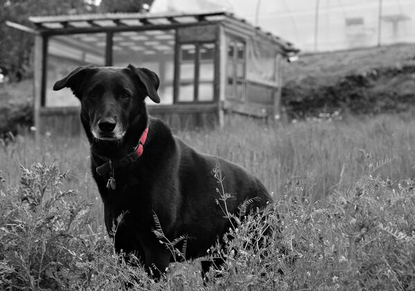 Chien noir au collier rouge, tableau chien noir au collier rouge