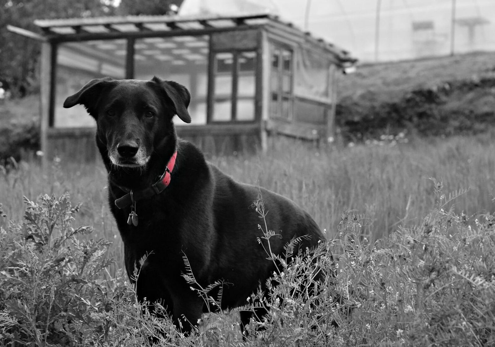 Chien noir au collier rouge, tableau sur aluminium, aperçu dans un intérieur