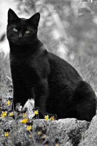 Tableau regard de chat tigré sur fond rose