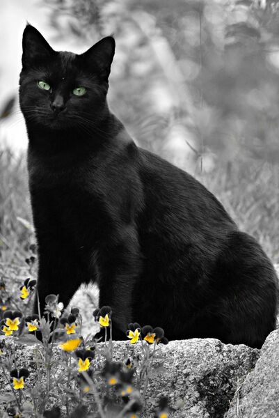 Présence discrète, tableau chat noir aux yeux verts