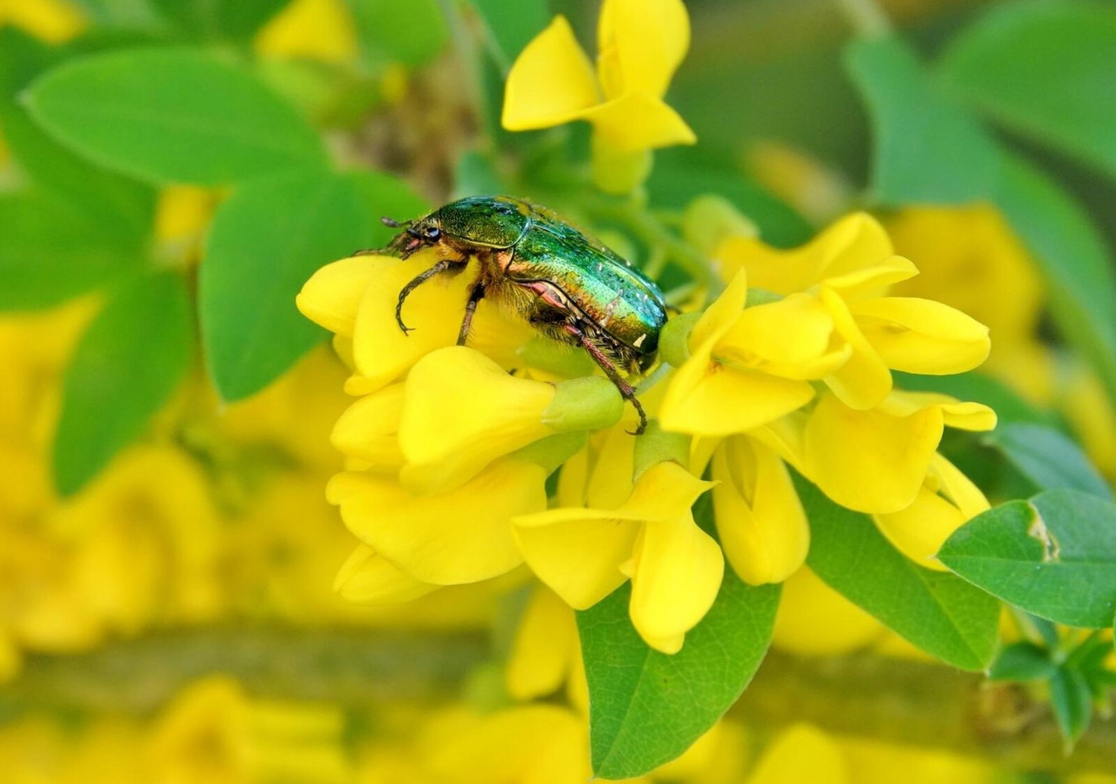Cétoine dorée sur fleurs jaunes, tableau sur aluminium, aperçu dans un intérieur