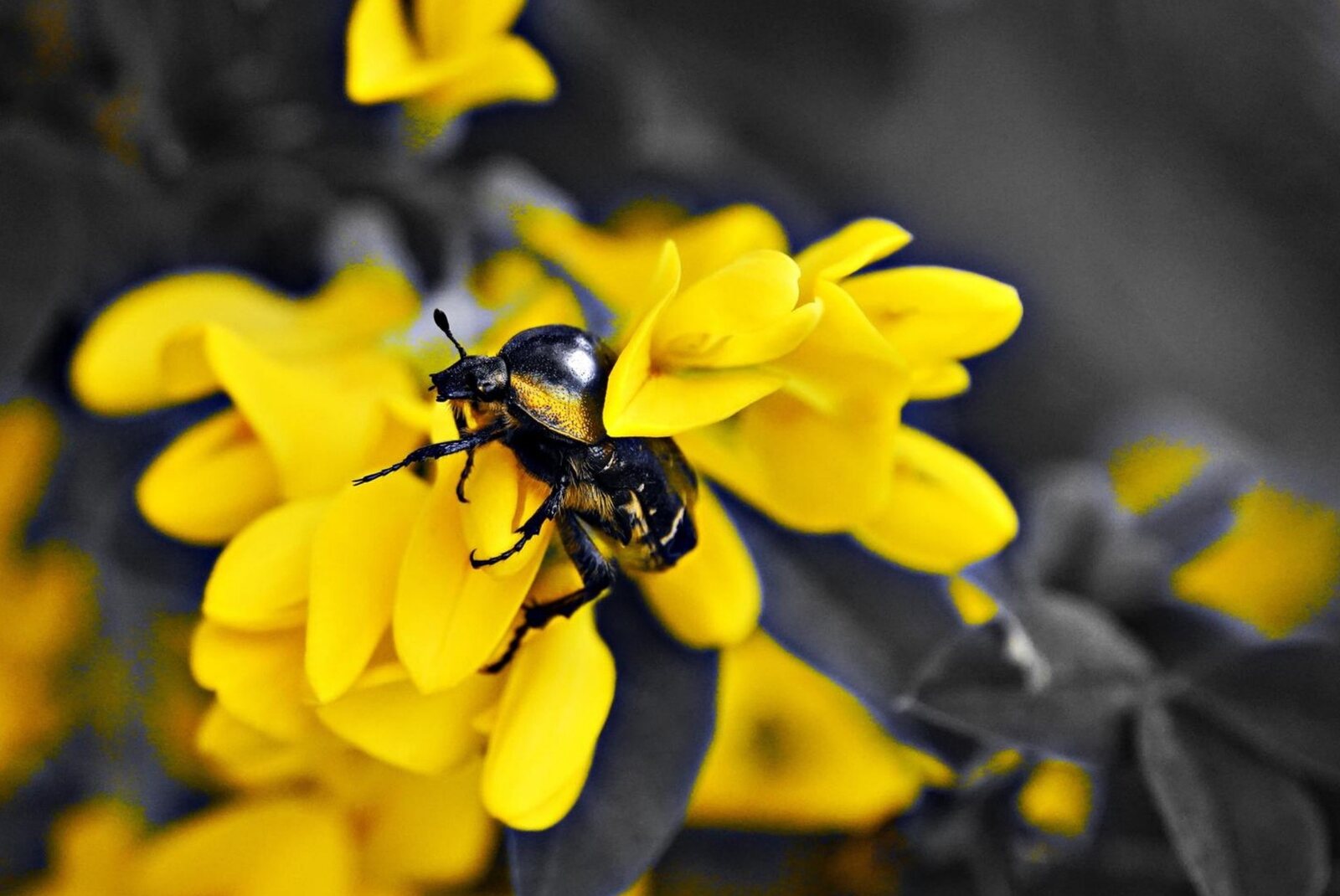 Coléoptère sur fleurs jaunes, fond gris, tableau sur aluminium, aperçu dans un intérieur