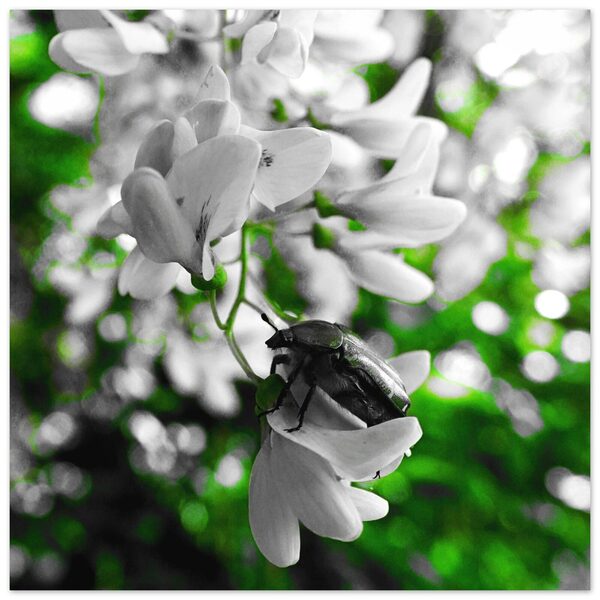 Coléoptère sur une grappe de fleurs blanches, tableau coléoptère sur fleurs blanches