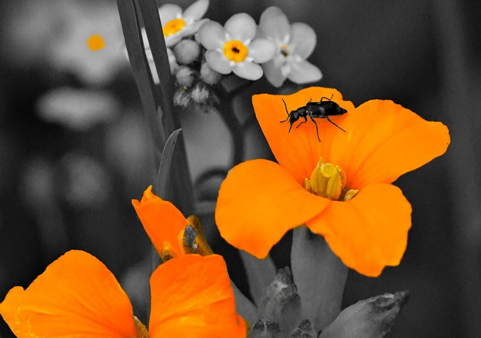 Murmure orange au cœur du noir, tableau sur aluminium, aperçu dans un intérieur