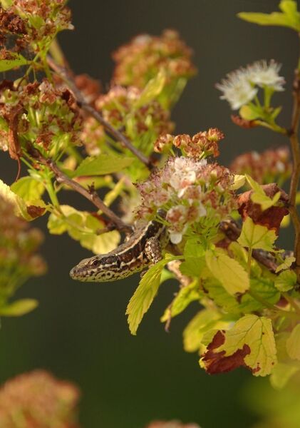 L’instant reptilien, tableau lézard dans un arbuste fleuri