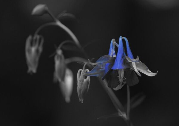 Ancolie bleue dans la nuit, tableau ancolie bleue sur fond noir