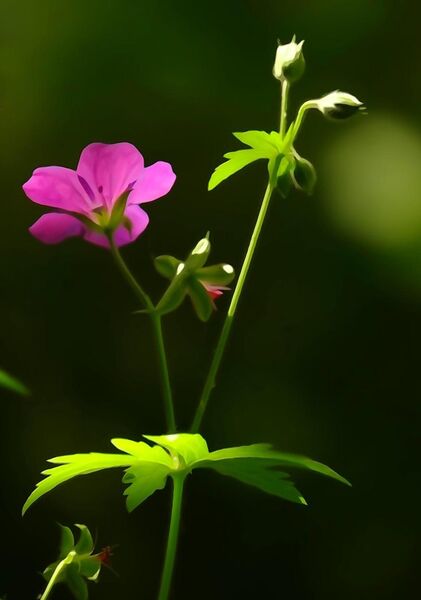 Fleur rose sur fond vert sombre, tableau fleur sauvage rose