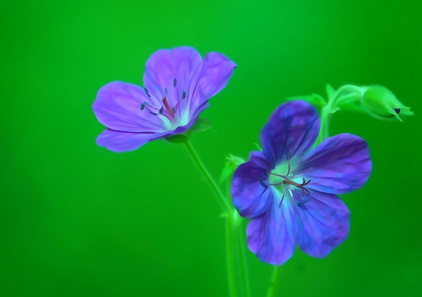 Deux fleurs bleues sur fond vert, tableau sur aluminium, aperçu dans un intérieur