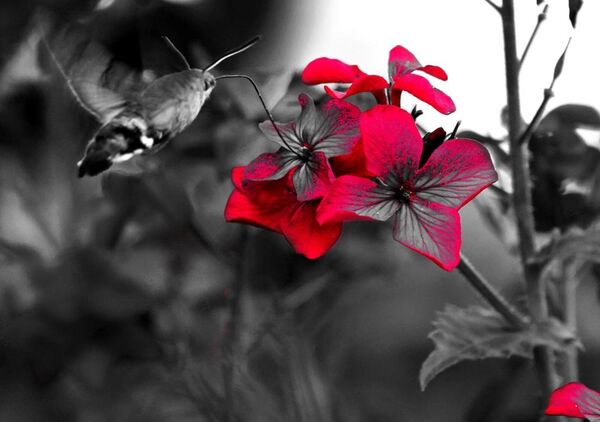 Sphinx colibri devant des fleurs roses, tableau sphinx colibri et fleurs roses