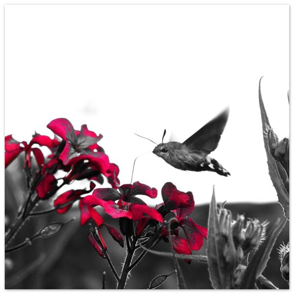 L’intuition murale, tableau sphinx colibri en vol