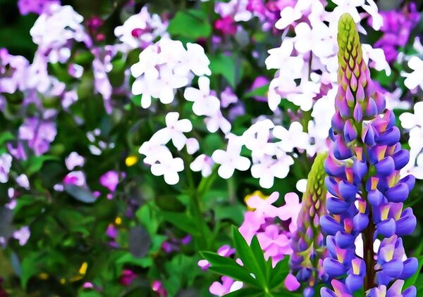 Lupin violet devant un massif de phlox, tableau lupin et phlox en fleurs