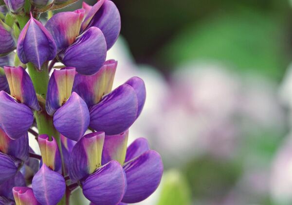 Épi de lupin violet sur fond flou, tableau lupin violet en gros plan