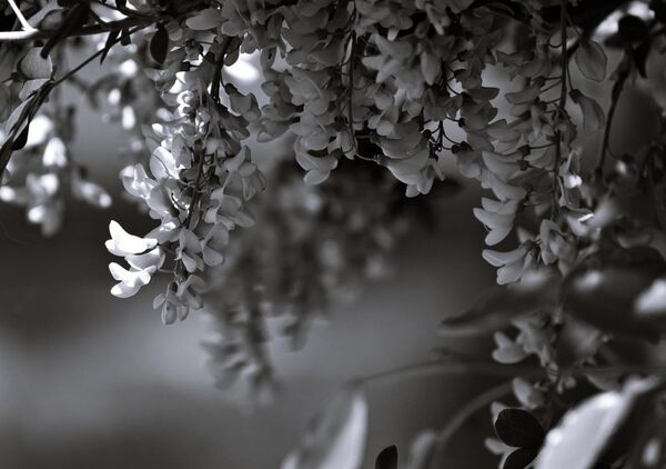Grappes d’acacia en noir et blanc, tableau fleurs d’acacia en noir et blanc