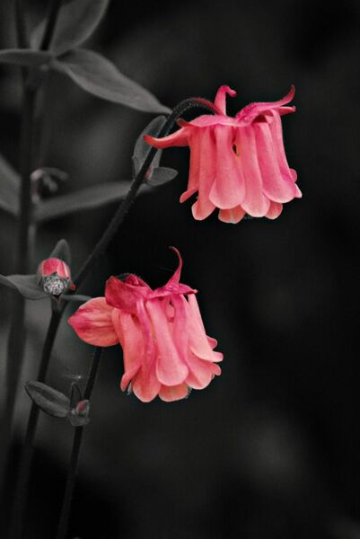 Deux ancolies roses sur fond noir, tableau ancolies roses sur fond noir