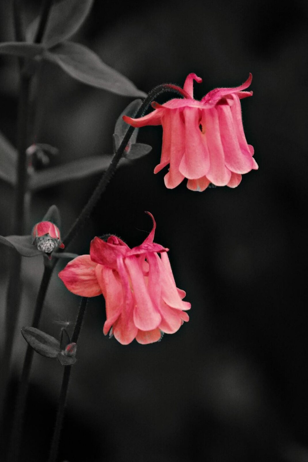 Deux ancolies roses sur fond noir, tableau sur aluminium, aperçu dans un intérieur