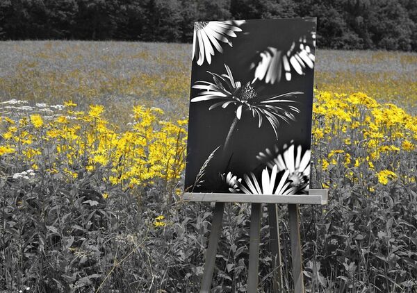 Paradoxe floral, tableau chevalet dans un champ fleuri