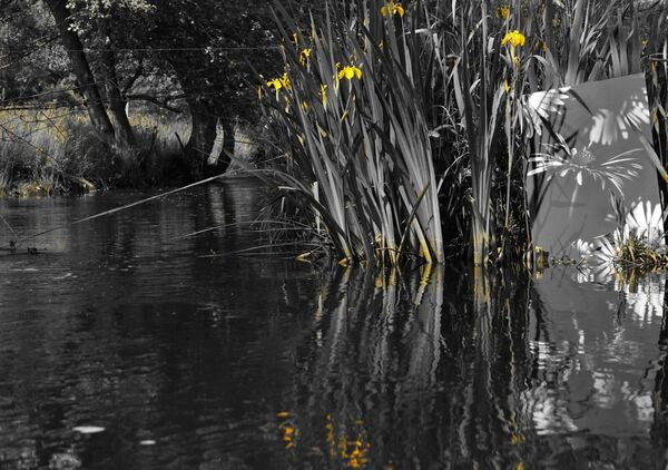 Iris jaunes au bord de l’eau, tableau iris jaunes au bord de l’eau