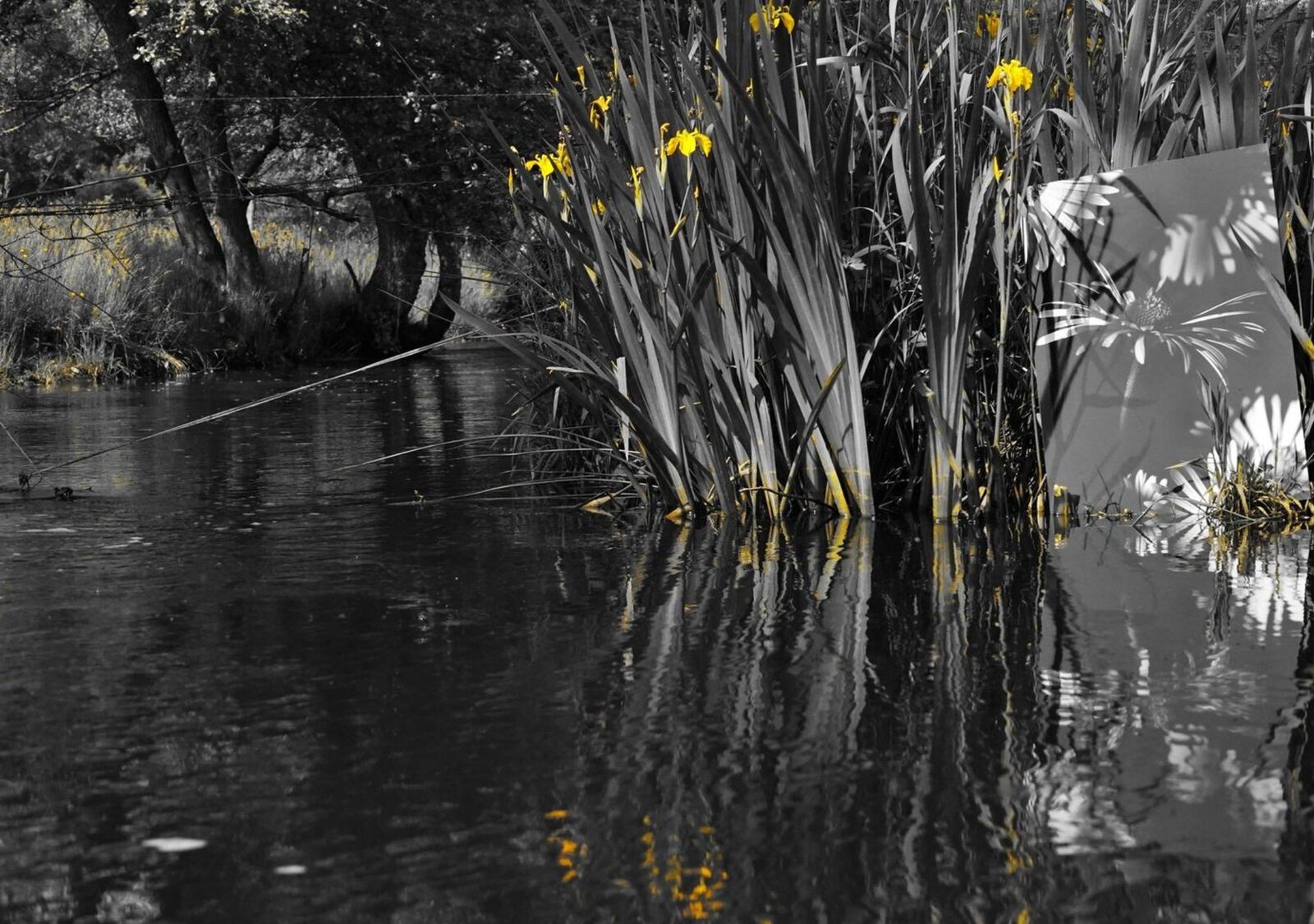 Iris jaunes au bord de l’eau, tableau sur aluminium, aperçu dans un intérieur