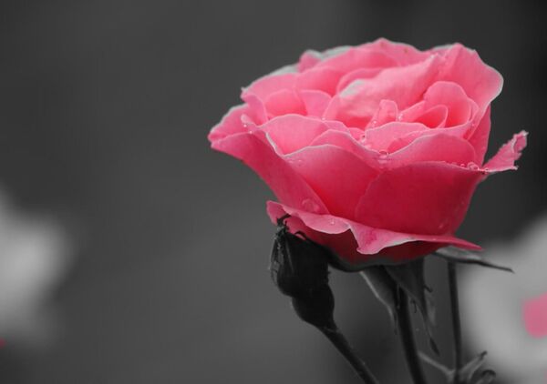Rose épanouie sur fond gris, tableau rose de jardin rose