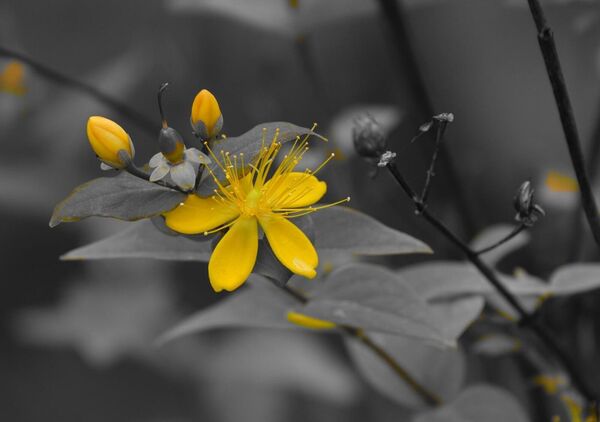 Fleur solaire dans l’ombre, tableau fleur de millepertuis jaune