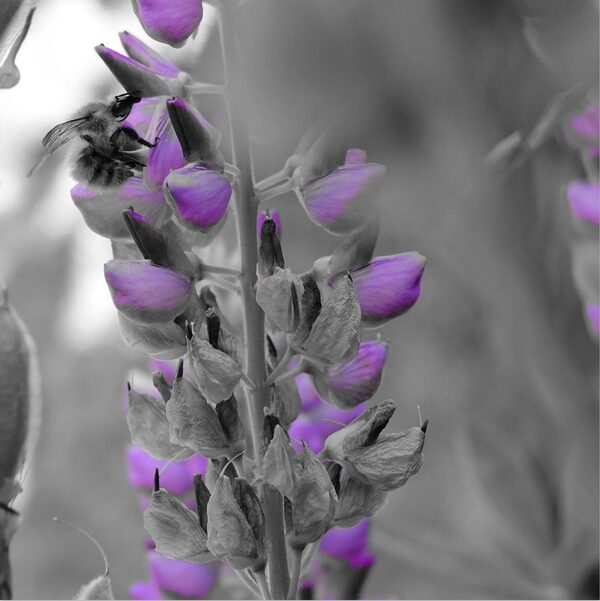 Pollinisation florale, tableau insecte butineur sur un lupin
