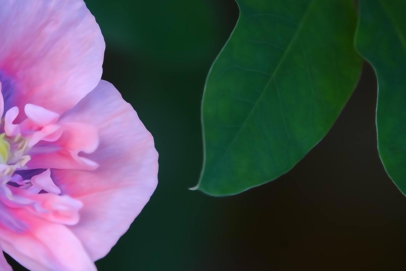 Fleur rose et feuilles sur fond sombre, tableau sur aluminium, aperçu dans un intérieur