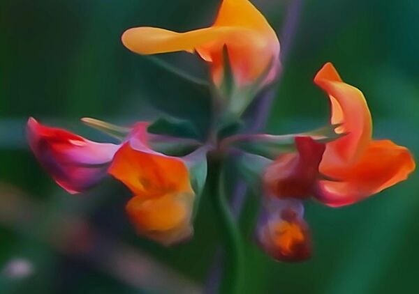 Petites fleurs orange et rouges sur fond vert, tableau fleurs orange et rouges