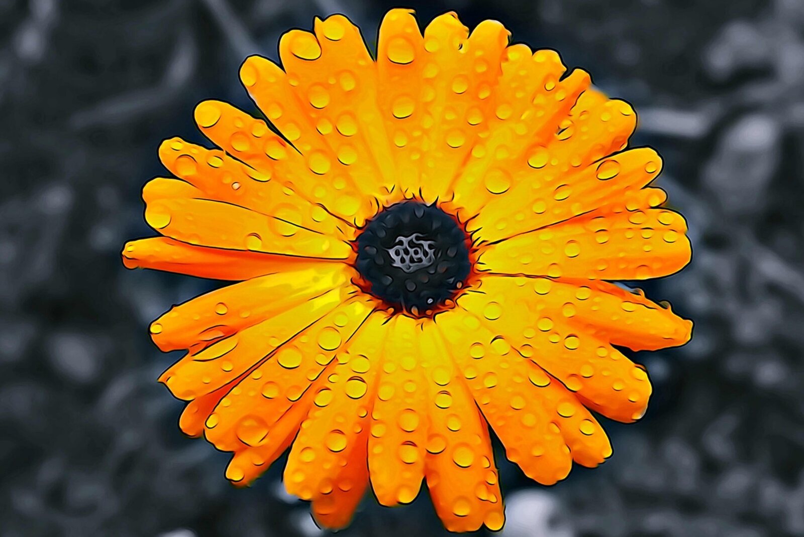 Fleur orange perlée de pluie, tableau sur aluminium, aperçu dans un intérieur
