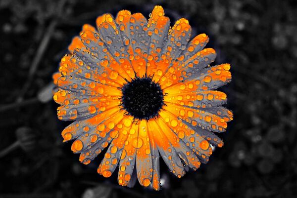 Fleur aux pétales gris et orange, tableau fleur grise et orange, gouttes
