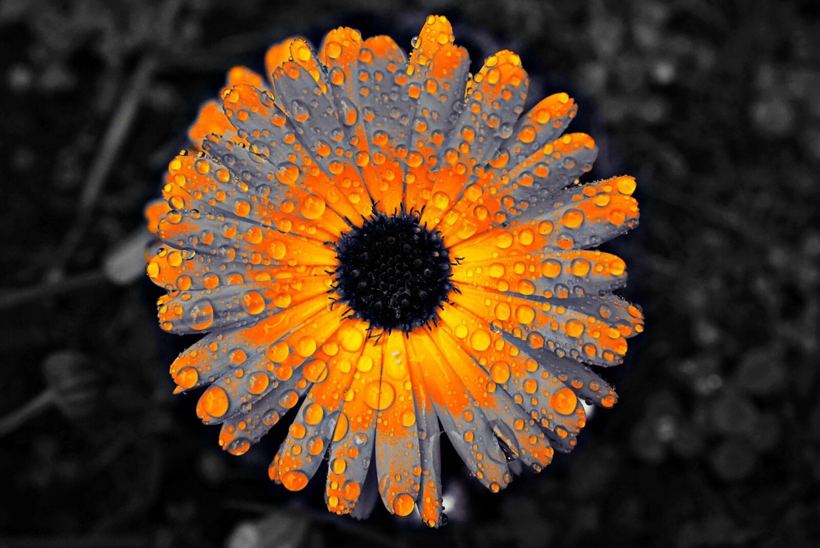 Fleur aux pétales gris et orange, tableau sur aluminium, aperçu dans un intérieur