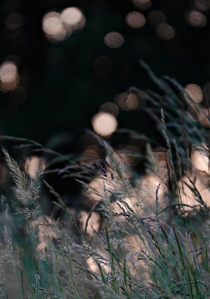 Clair-obscur végétal, tableau herbes folles à contre-jour