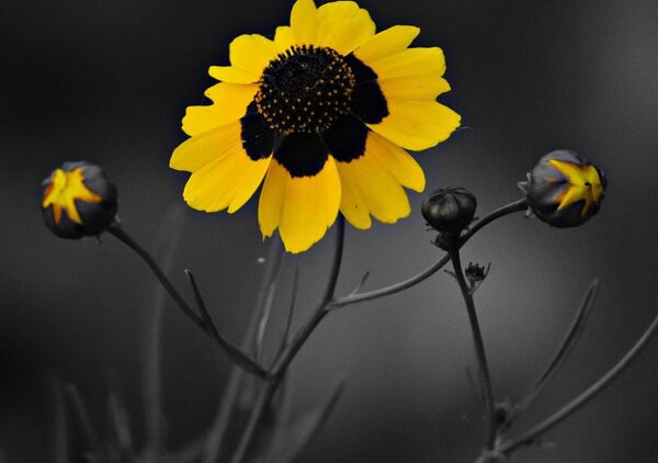 Coréopsis jaune et ses boutons, tableau coréopsis jaune sur fond noir