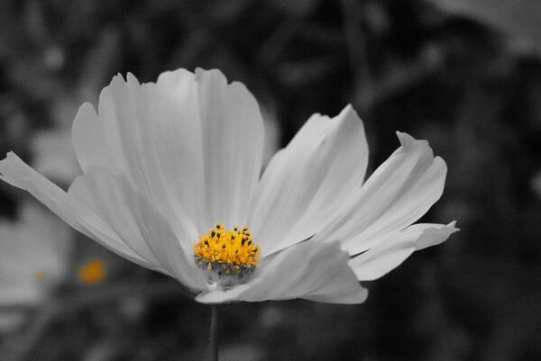 Cosmos blanc au cœur jaune, tableau cosmos blanc, cœur jaune