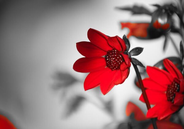 Dahlia rouge au cœur pourpre, tableau dahlia rouge sur fond gris